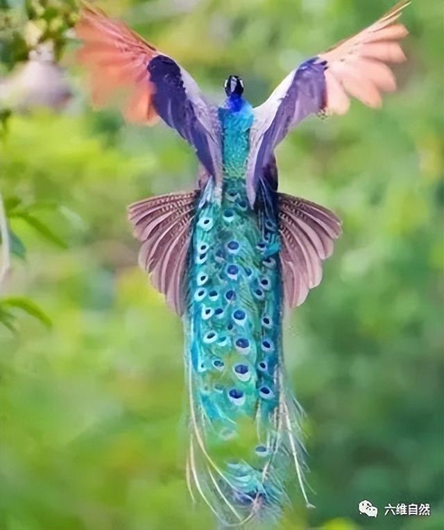 孔雀会飞吗，孔雀会飞吗是鸟类的吗（​印度一只孔雀跌下18米的深井）