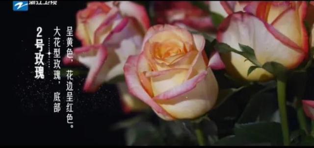 19支玫瑰是什么意思，19支玫瑰代表什么（19朵玫瑰花表示什么）