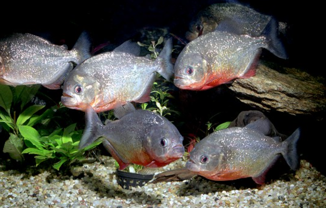 长江最长的支流，长江最大的支流（为什么说它可怕）