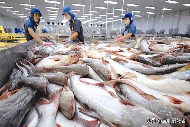 鱼胶是什么，鱼胶是什么鱼身上取的（最便宜的鱼胶是什么鱼胶你知道吗）