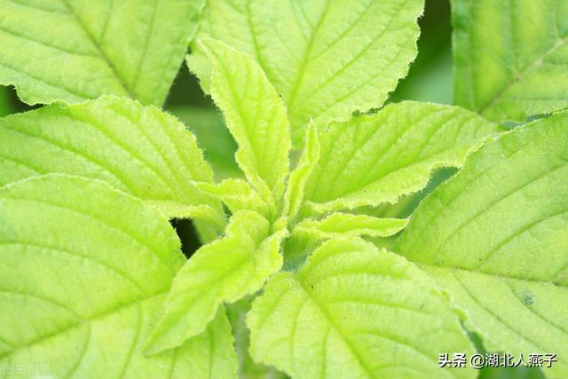 春天能吃的野菜大全，春天都有哪些野菜可以吃（送你63种野菜大图鉴）