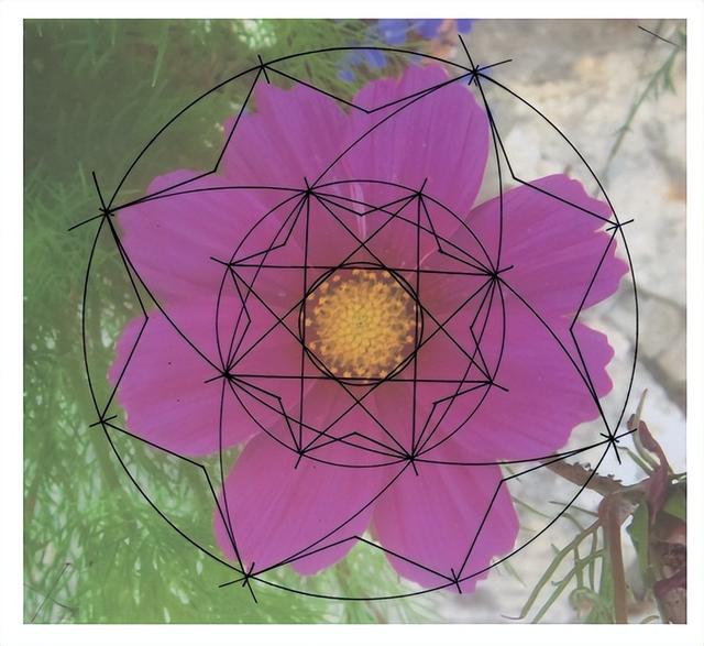 花朵的构造有哪些，花朵的组成结构（暴力拆解花朵的几何结构）