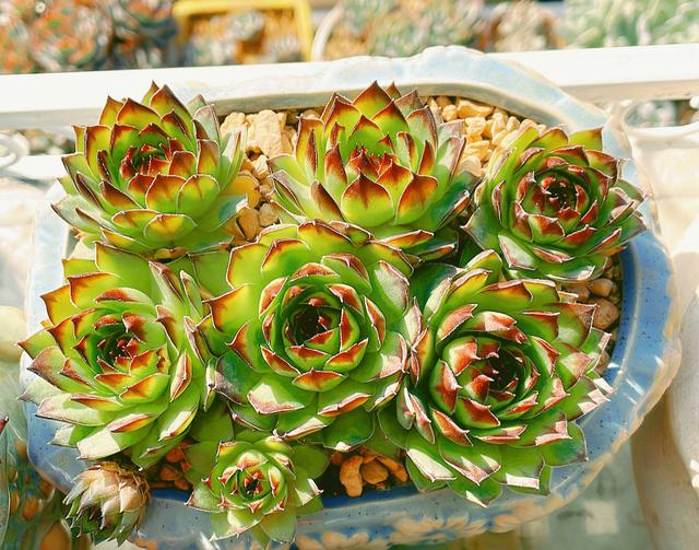 观音莲怎么繁殖，观音莲的繁殖养护（早春养观音莲）