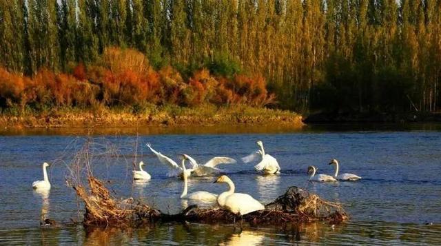 优美散文诗歌精选，优美的诗歌散文节选（来自塔里木《塔河文苑》的诗歌散文十篇）