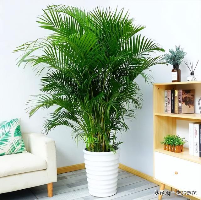 植物的叶子还有什么作用，植物的叶子还有什么作用和功能（5种叶子好看的植物）