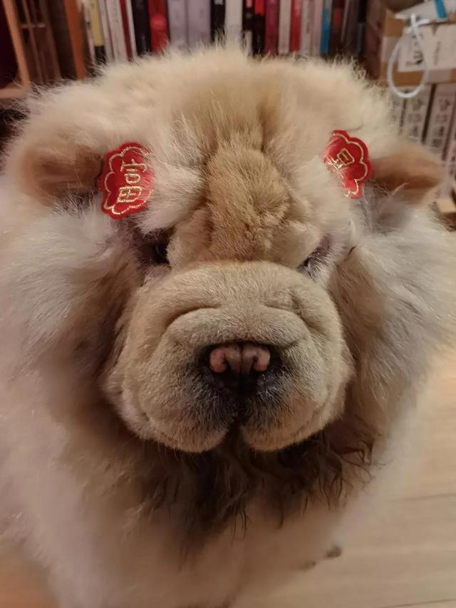 可爱的小狗狗，可爱小狗品种（小可爱小狗狗图片）