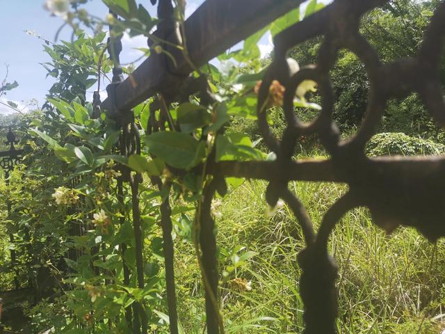 猛虎嗅蔷薇是啥意思，猛虎嗅蔷薇是什么意思（心有猛虎，细嗅蔷薇）