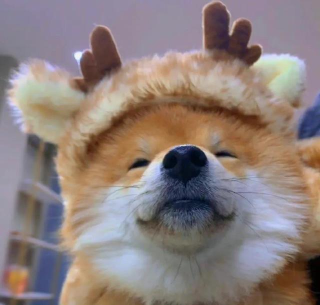 可爱漫画小狗头像微信，可爱漫画小狗头像（治愈系小柴狗头像）