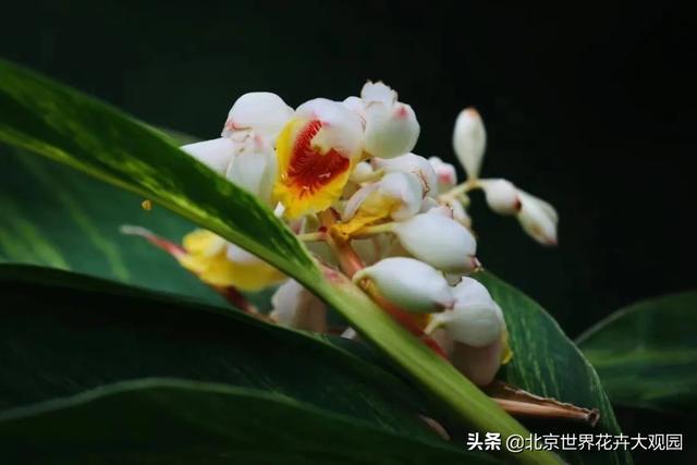 豆蔻年華是形容女生還是男生,豆蔻年華是指女生還是男生(小花仙植物