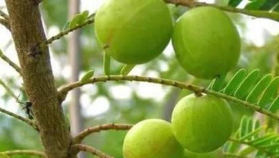 余甘子的功效与作用，余甘子粉的功效与作用（浑身是宝余甘子）