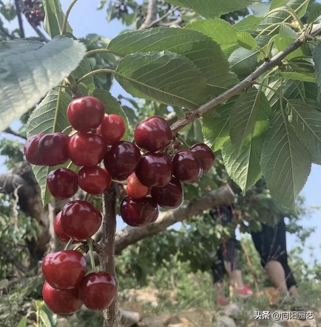 车厘子种植方法，盆栽车厘子种植技术（中国没有车厘子）