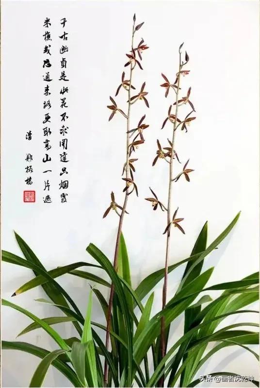十大最贵最美兰花，绝美兰花50幅