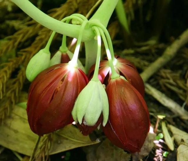 鲜花的花语和花的数目的寓意，鲜花数量的寓意（100种迷人的“数字花”）
