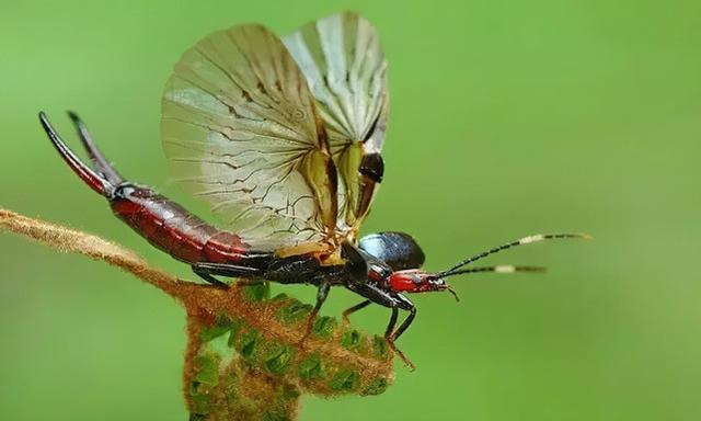 昆虫类有哪些动物，昆虫的天敌有哪些动物（农村常见的十二种虫子）