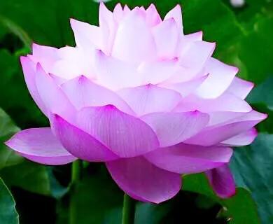 夏天荷花的描写，描写夏天荷花的景色（夏日荷花別样美）