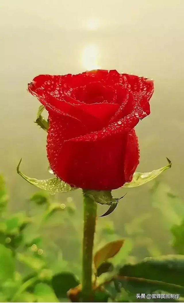 七夕节的图片，七夕浪漫情人节，玫瑰壁纸（七夕节的图片）