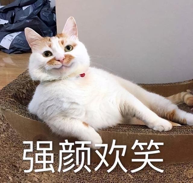 猫名怎么取比较旺主人，猫名怎么取比较旺主人叠字（冷知识：猫起名的“禁忌”）