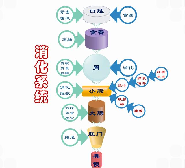 人体有几大系统，人体几大组织几大系统（人生价值系统——身体）