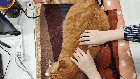 怎样抱猫咪最舒服，怎样抱猫咪最舒服图片（史上最全猫咪按摩宝典）