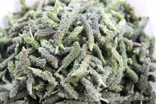 农村100种野菜图片，野菜的种类（常见的野菜图片与名字）