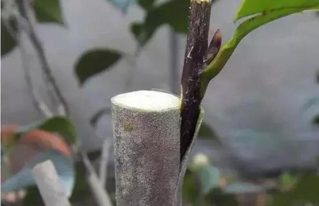 果树的嫁接方法,怎样嫁接果树苗(果树嫁接18法)