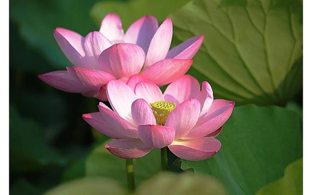 lotus是什么意思，lotus意思是什么（《沉香如屑》里的荷花为什么叫“菡萏”）