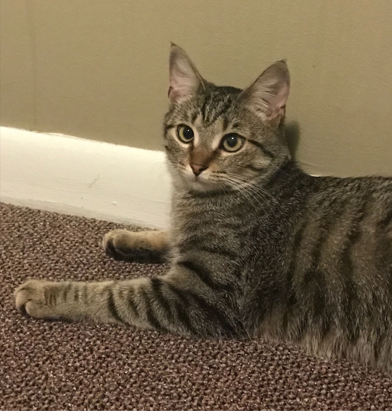 狸花猫怎么养 狸花猫如何饲养