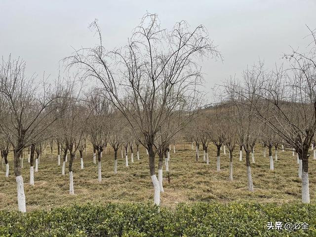 怎么把自家苗木卖个好价，新的一年工作计划怎么写（新常态下新思路）