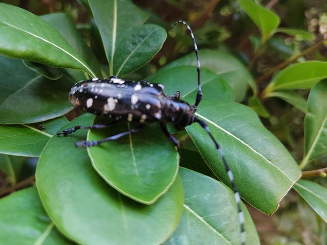 天牛是什么，天牛是什么科目（天牛）