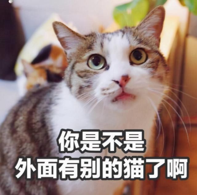 猫对人有感情吗，猫对人有感情吗图片（这些后果很揪心）