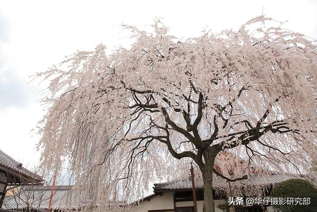 校正和矫正的区别，纠正匡正改正校正各个词的意思纠正匡正改正校正分别解释（如何使用白平衡功能渲染色彩）