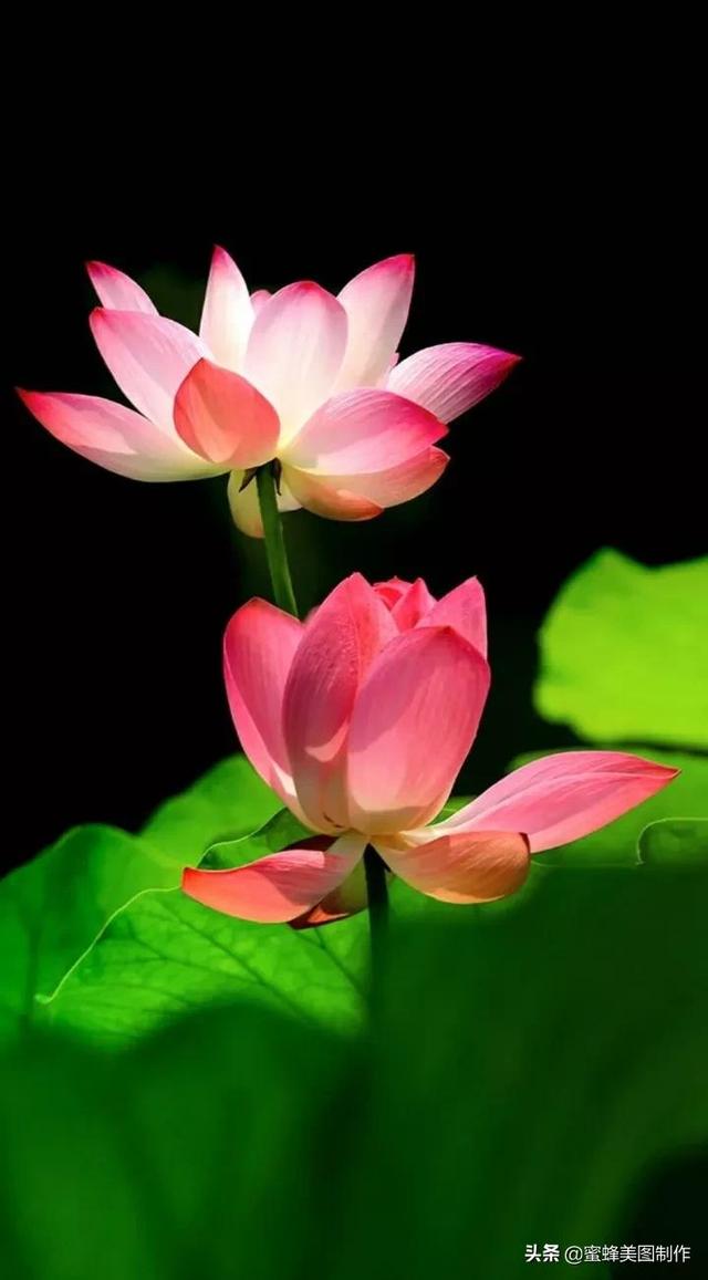 适合发心情的图片   赏图愉快哦:），关于发心情的图片（鲜艳欲滴的花朵）