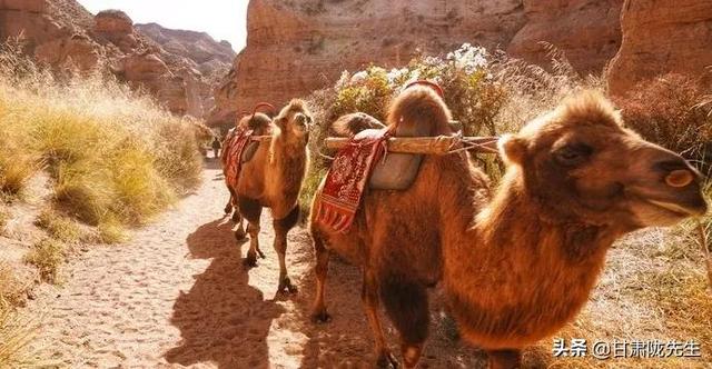 张掖海拔多少米，张掖风景名胜区（张掖，一座被严重低估的城市）