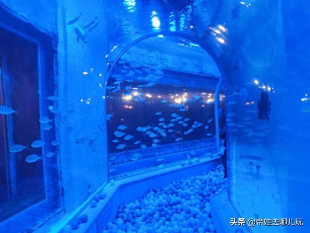 海洋餐厅、水族馆、爬行动物馆，奥森附近的这个商场太好玩了