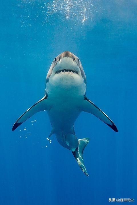 有哪几种动物名字，地球上30种最极端的动物