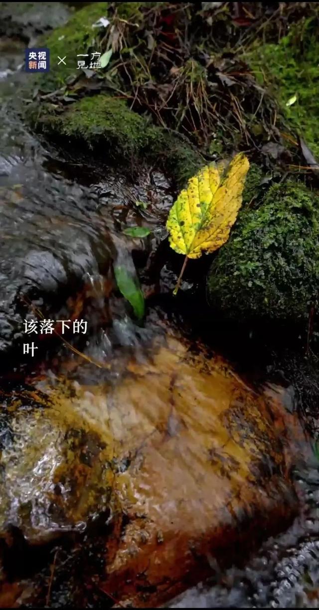 衤字旁的笔顺视频，衣字的笔顺怎么写（白露，露从今夜白，月是故乡明）