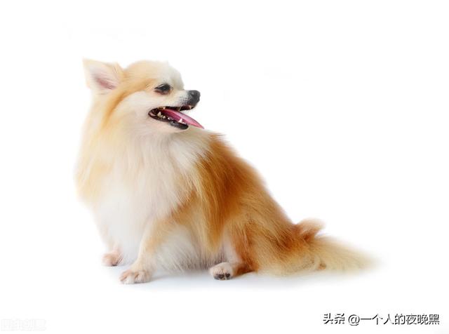 吉娃娃聪明吗，吉娃娃智商是怎么确定的（最小犬种吉娃娃性格怎么样）