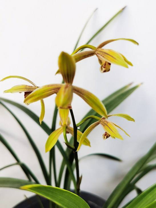 4种花寓意好家里养一盆，在家养一盆有好兆头