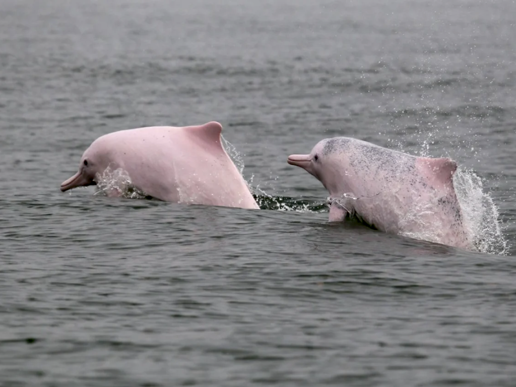近海的"伞护种",水中的大熊猫