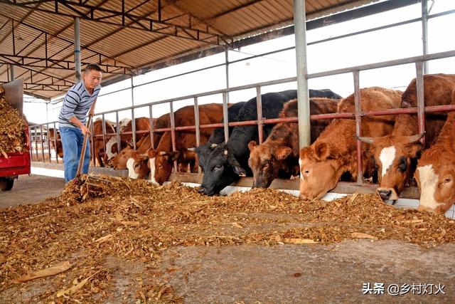 肉牛养殖利润分析，肉牛的养殖利润（引种肉牛的这些注意事项你知道吗）