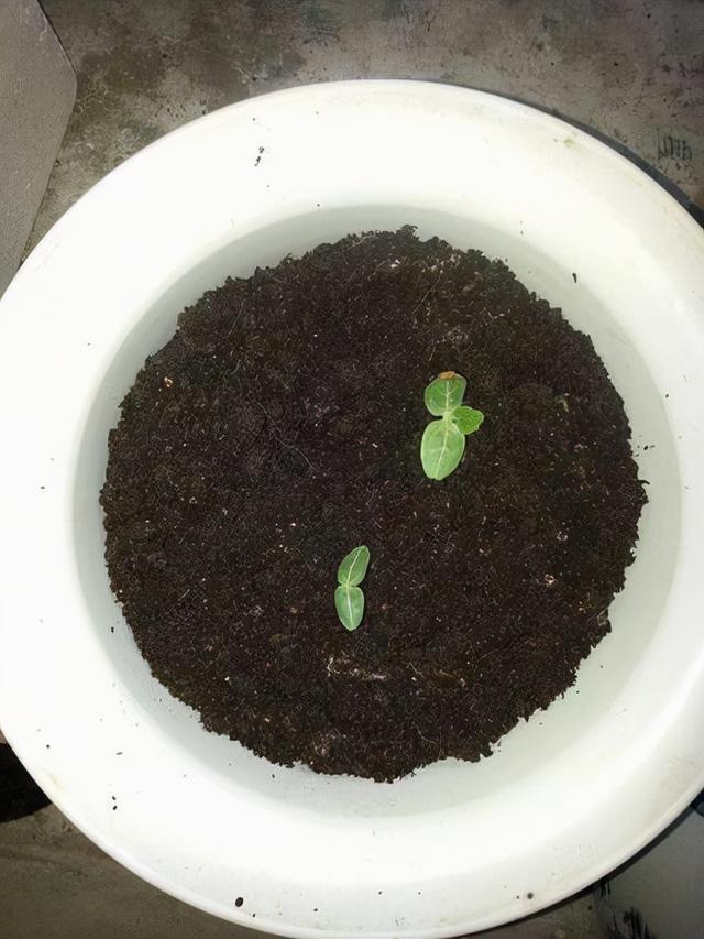 葫芦几月份种最好，文玩葫芦几月份种植（家庭如何种植手捻葫芦）