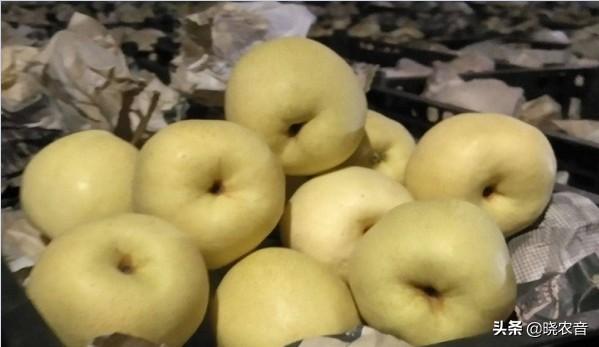 梨子常见品种有哪些，梨子什么品种（<附国内梨的主要品种介绍>）