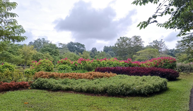 关于爵床科介绍，爵床科的特点（西双版纳植物园亮相了）