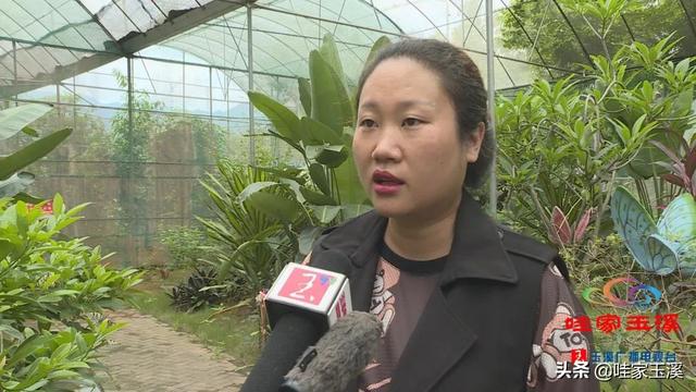 蝴蝶的家在哪里，蝴蝶的家在哪里呀正确答案（“元江籍”蝴蝶在这里繁育）