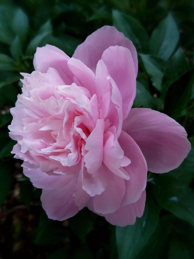 芍药花语，粉色芍药花——真诚不变（粉色芍药花语）