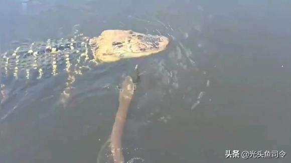 电鳗能电死人吗，电鳗能电死人吗中国 哪里有电鳗（号称“水下高压电”的电鳗）