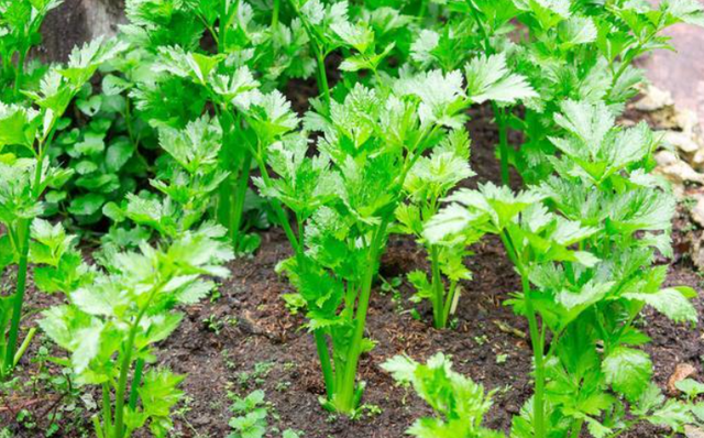 西芹和芹菜的区别，西芹和芹菜的区别图片（10种“省心菜”）
