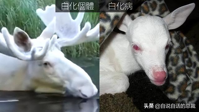 鹿血酒多少钱一瓶，鹿血酒一瓶500ml要多少钱（这是人们认为它是仙兽真正的原因）