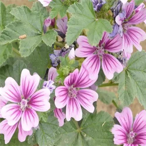 锦葵花寓意，锦葵花花语是什么（小巧精致的锦葵花）