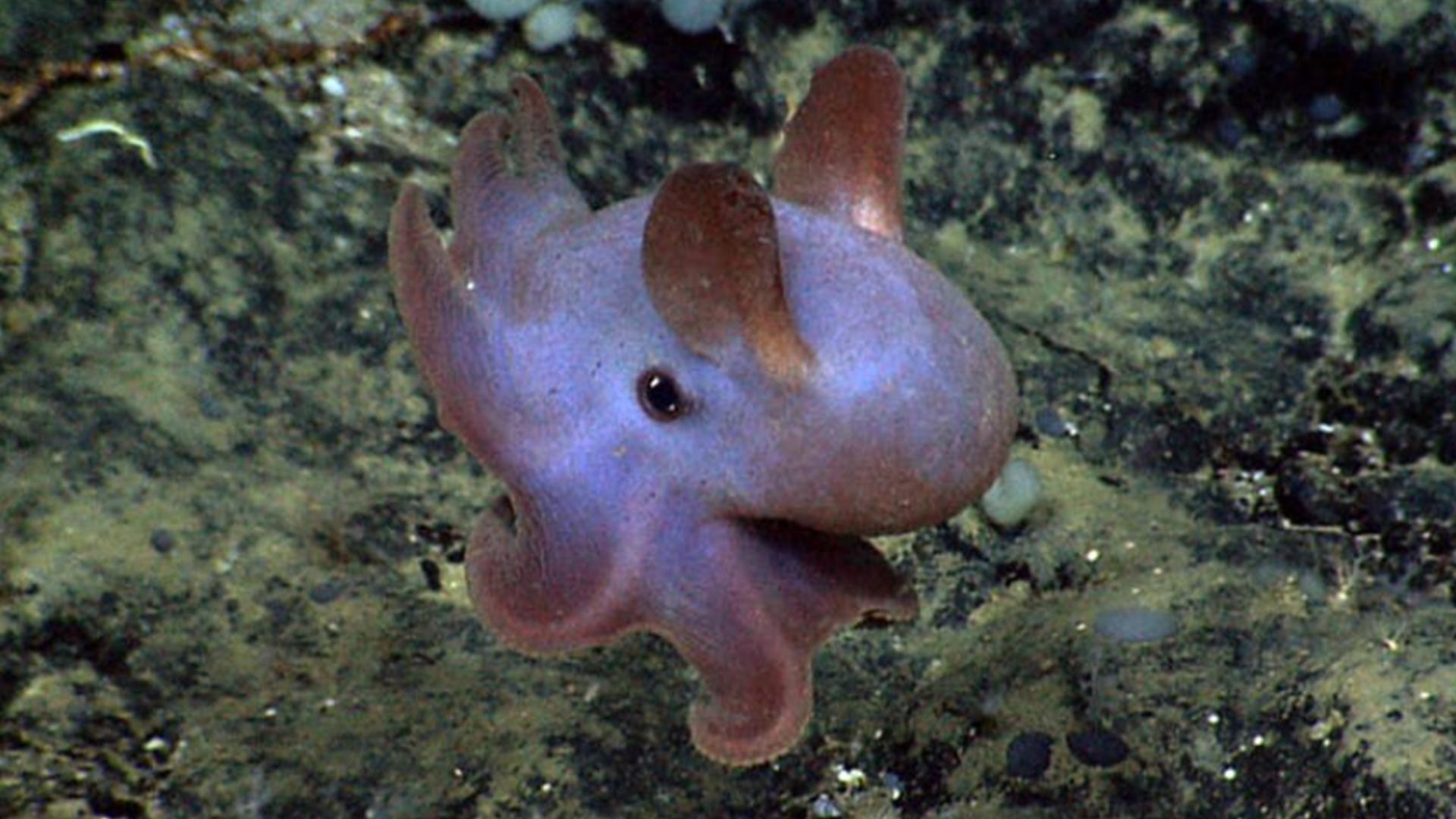 海底十大神秘生物，真实拍到的10大巨型生物